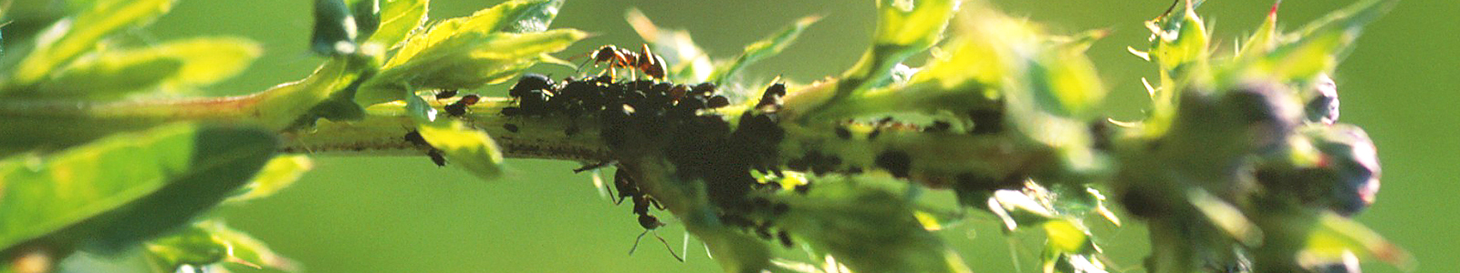 Ameisen an einem Pflanzenstiel ©DLR